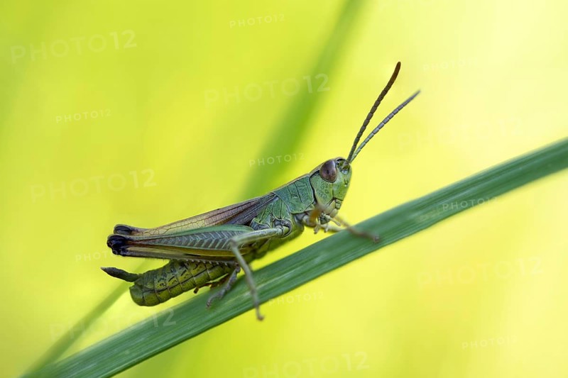Common pink meadow grasshopper