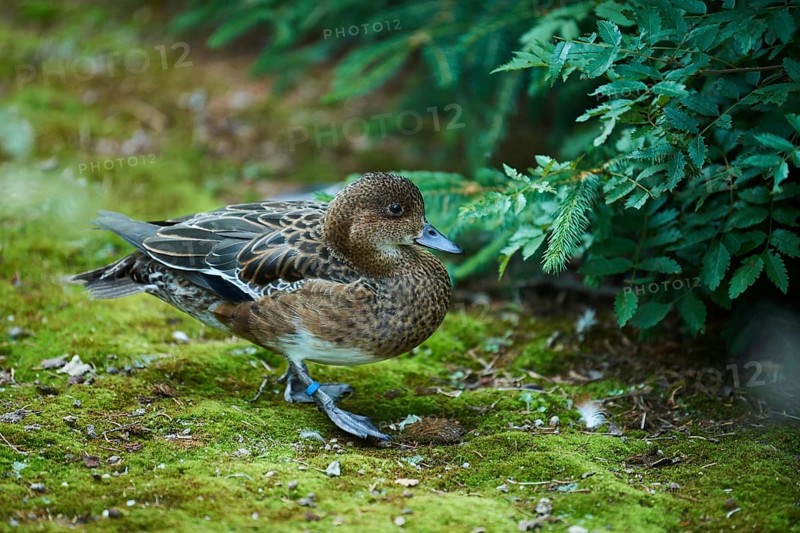 European wigeon female