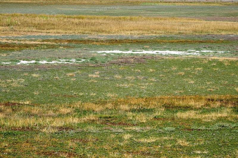 Heavily dried out Darscho or Warmsee
