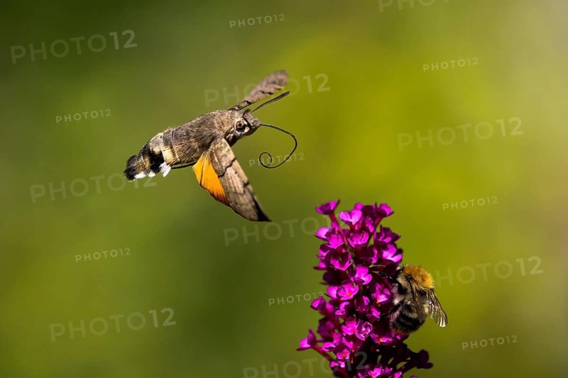 Hummingbird hawk-moth