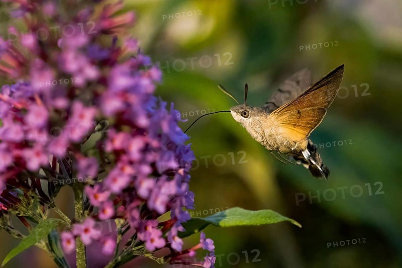Hummingbird hawk-moth