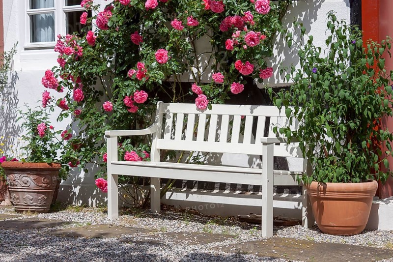 Bench with rosebush