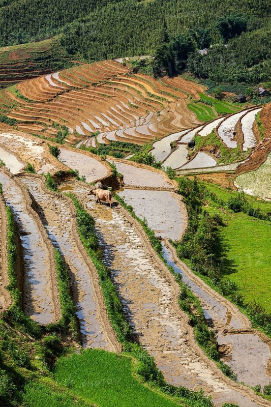Rice field terraces
