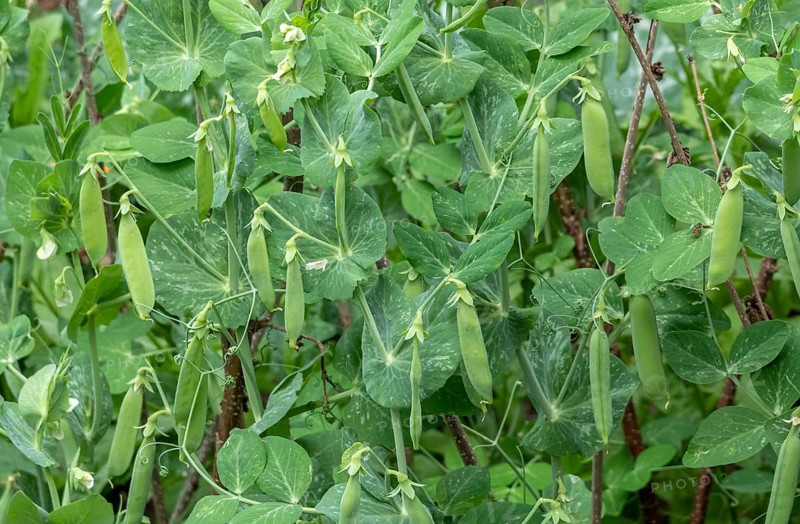 Pea