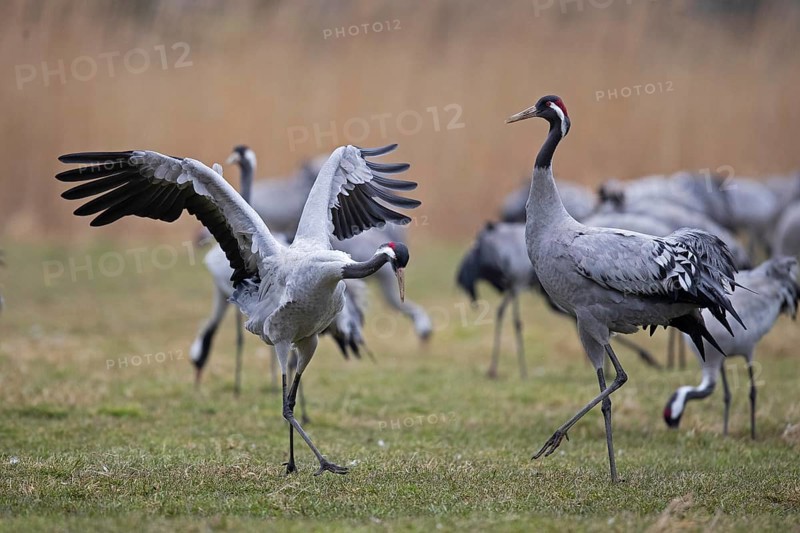 Common crane