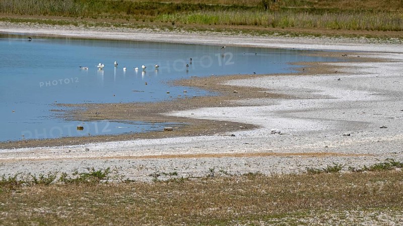 Heavily dried out Darscho or Warmsee