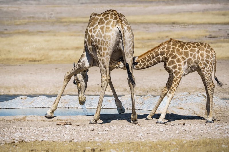 Angolan giraffes