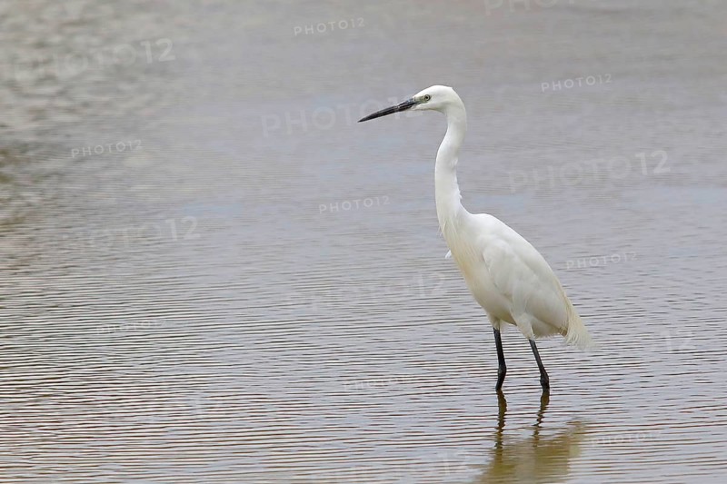 Little Egret