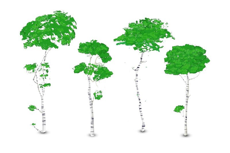 Birch trees set
