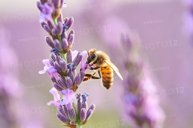 European honey bee
