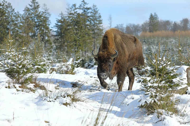 Bison