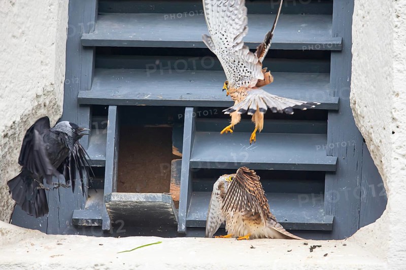 Common kestrel