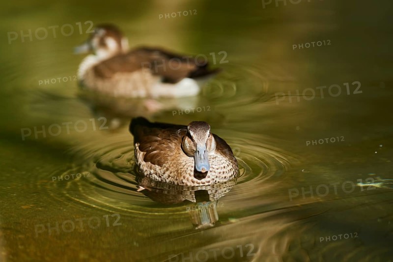 Ringed teal