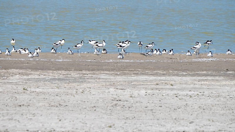 Black-capped avocet