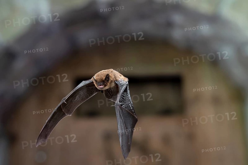 Common pipistrelle