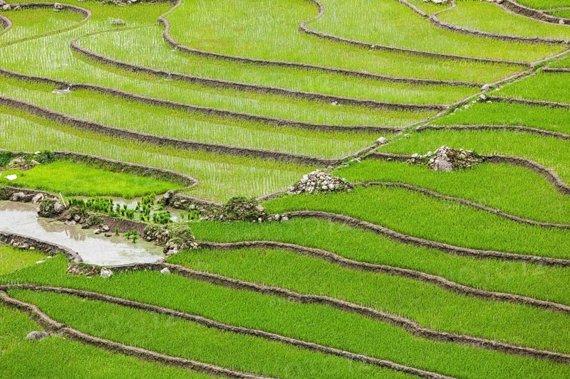 Rice field terraces