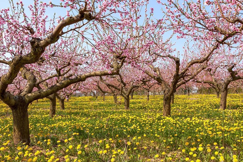 Flowering peach plantation