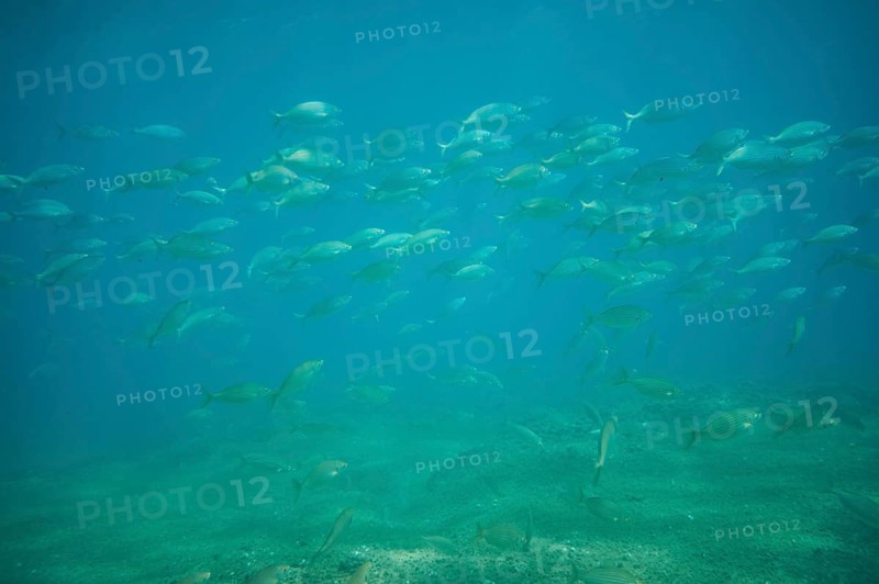 Salema porgy