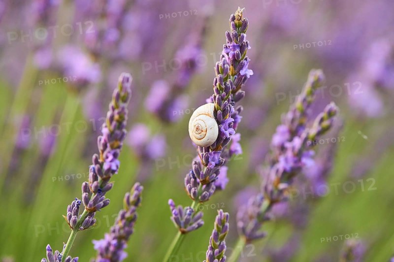 White garden snail