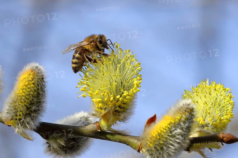 European honey bee