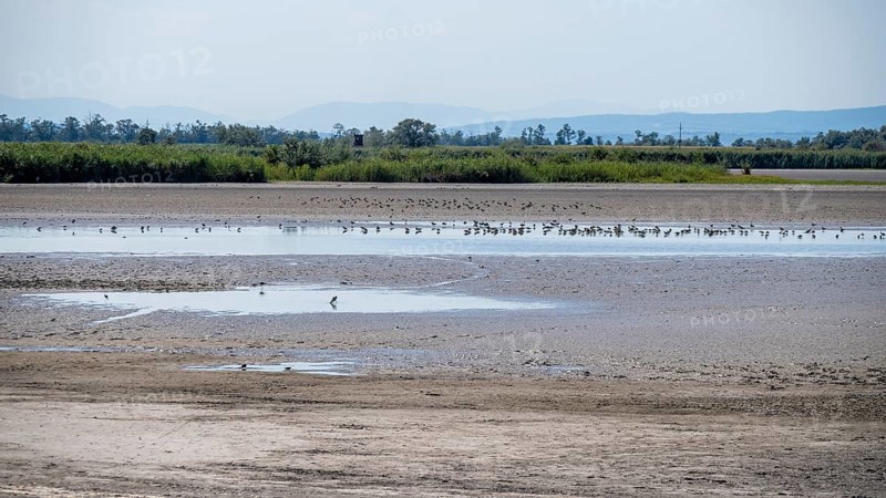 Birds at the very dry Zicksee