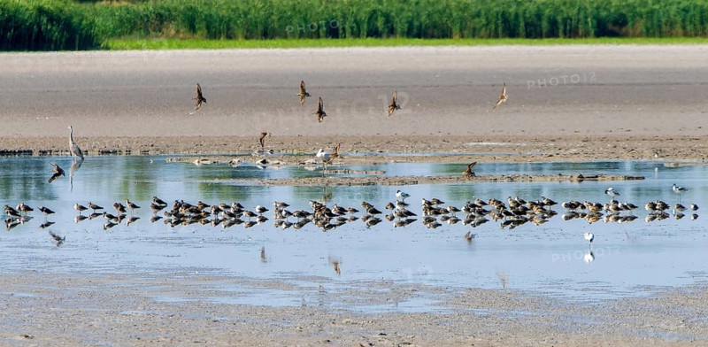 Birds at the very dry Zicksee