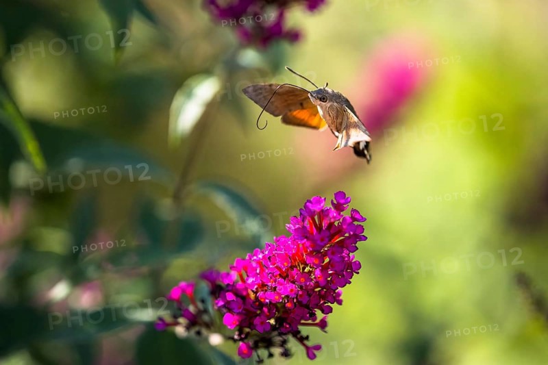 Hummingbird hawk-moth
