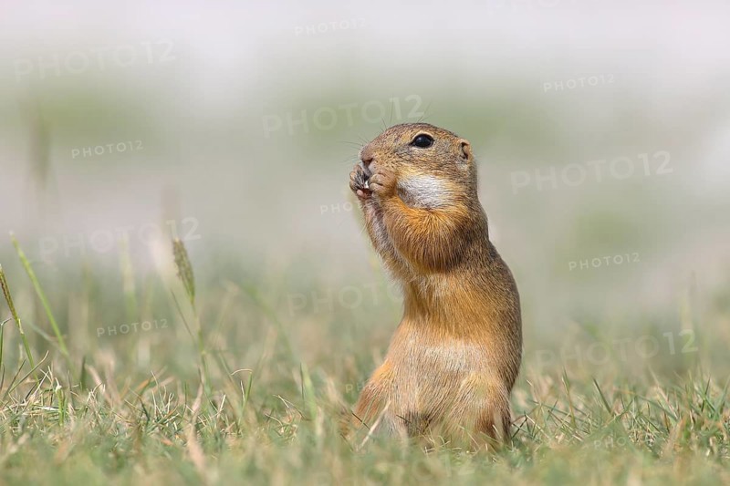 European ground squirrel