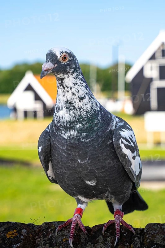 Carrier pigeon on the coast