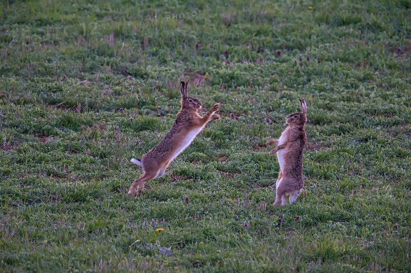 Cape hare
