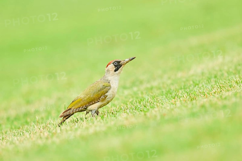 European green woodpecker