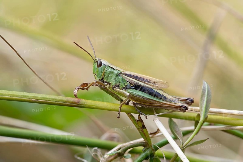 Marsh grasshopper