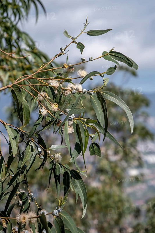 Common fever tree