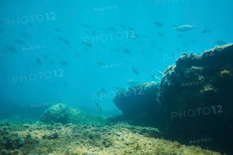 Salema porgy