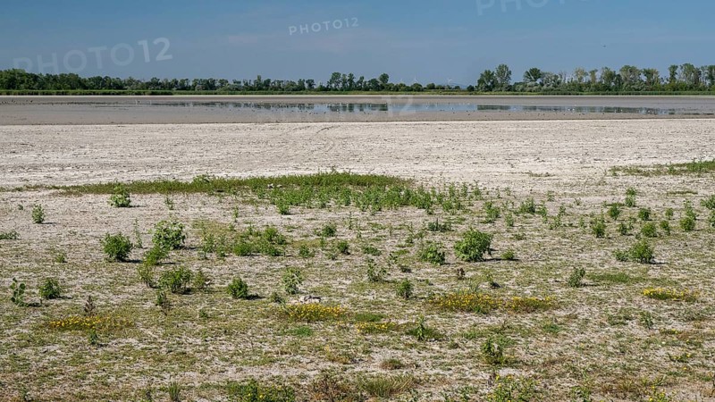Heavily dried-up Zicksee