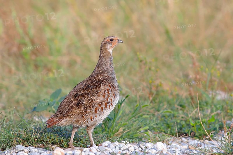 Gray partridge
