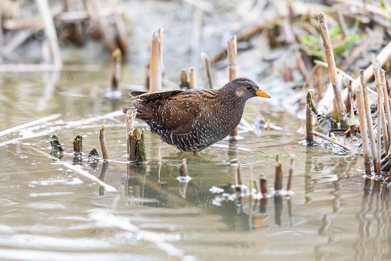 Spotted Crake