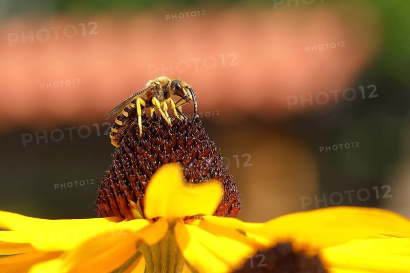 European european beewolf