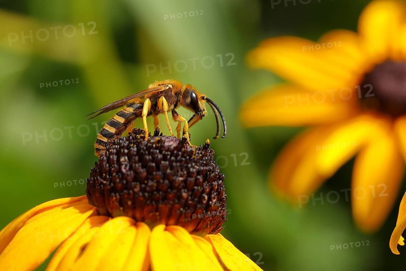 European european beewolf