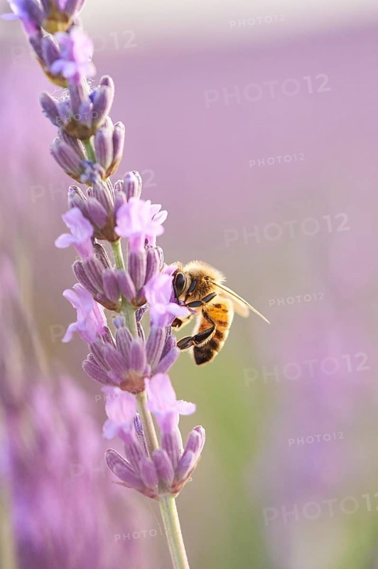 European honey bee