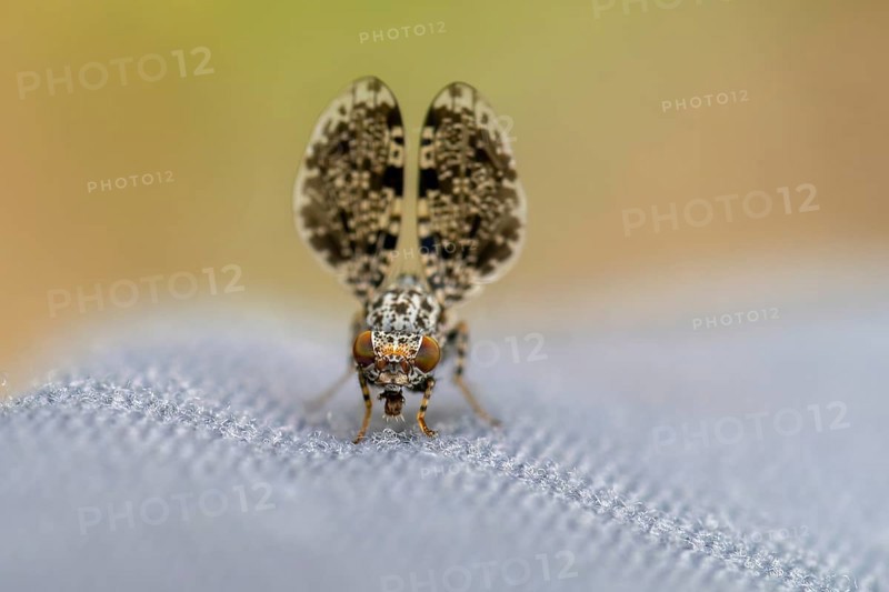 Peacock fly