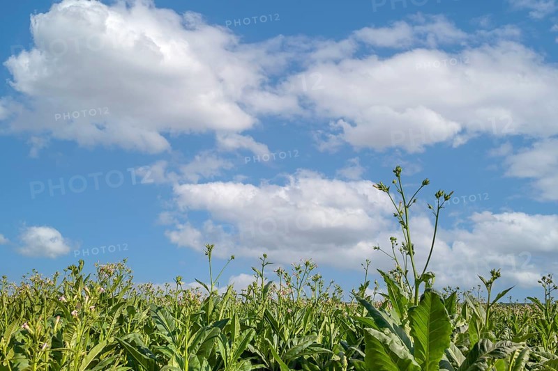 Field with tobacco plants