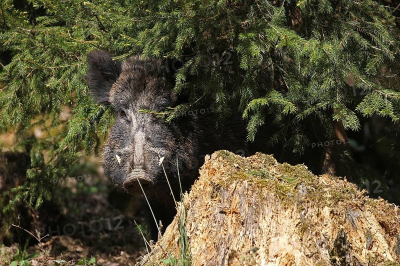 Wild boar
