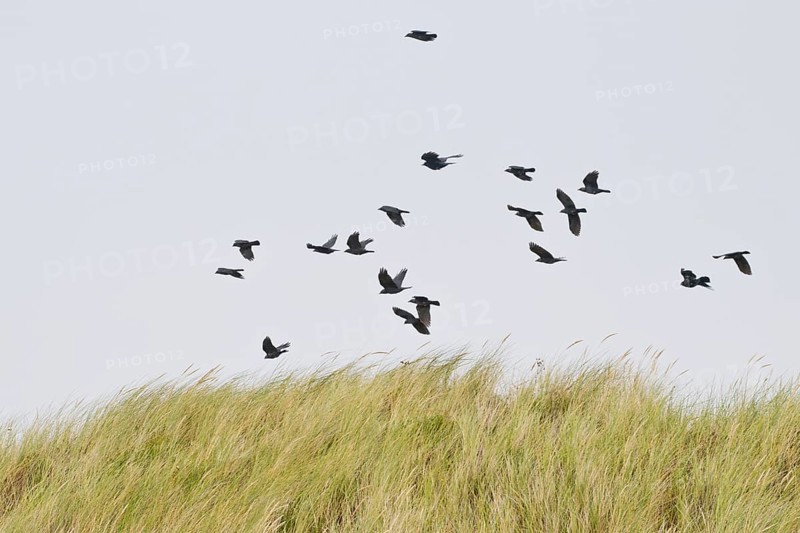 Flock of western jackdaws