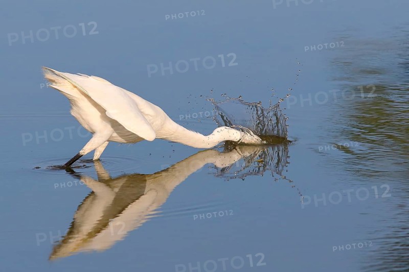 Little Egret