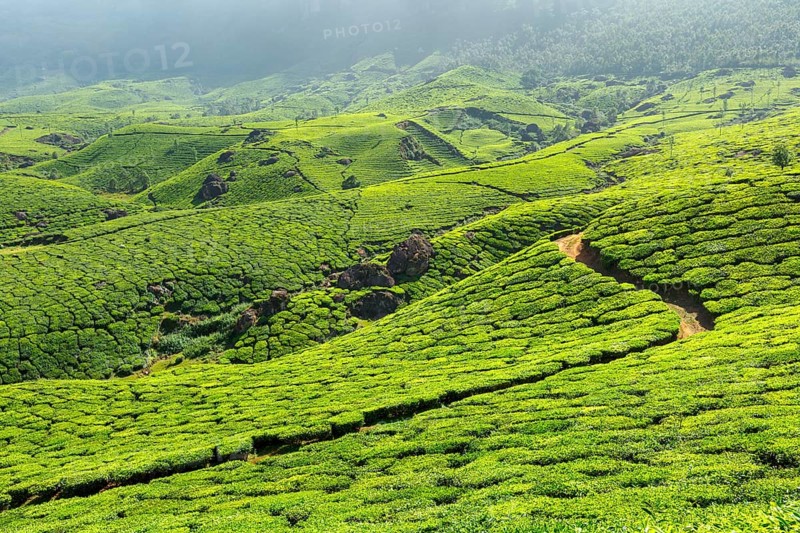 Tea plantations. Munnar