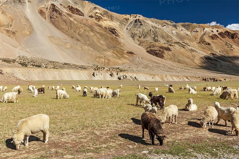 Herd of Pashmina sheep and goats grazing in Himalayas. Himachal Pradesh