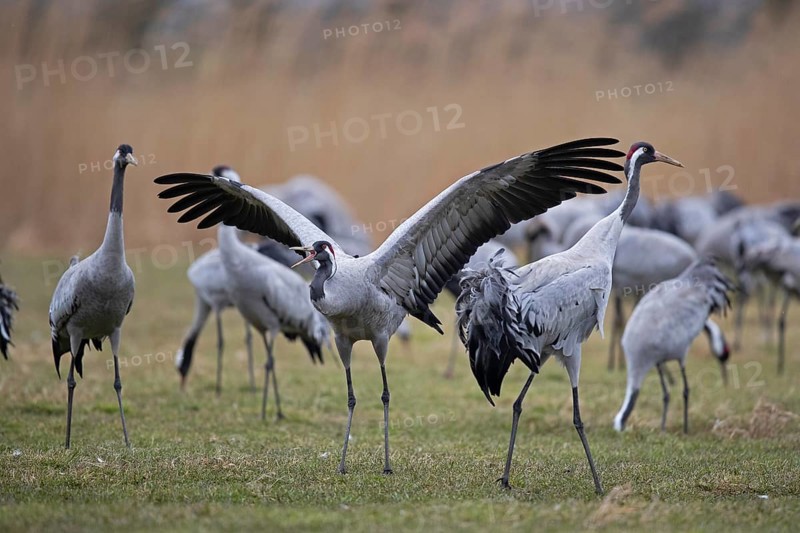 Common crane