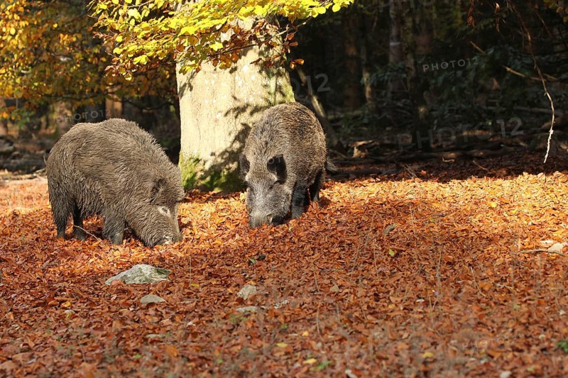 Wild boars