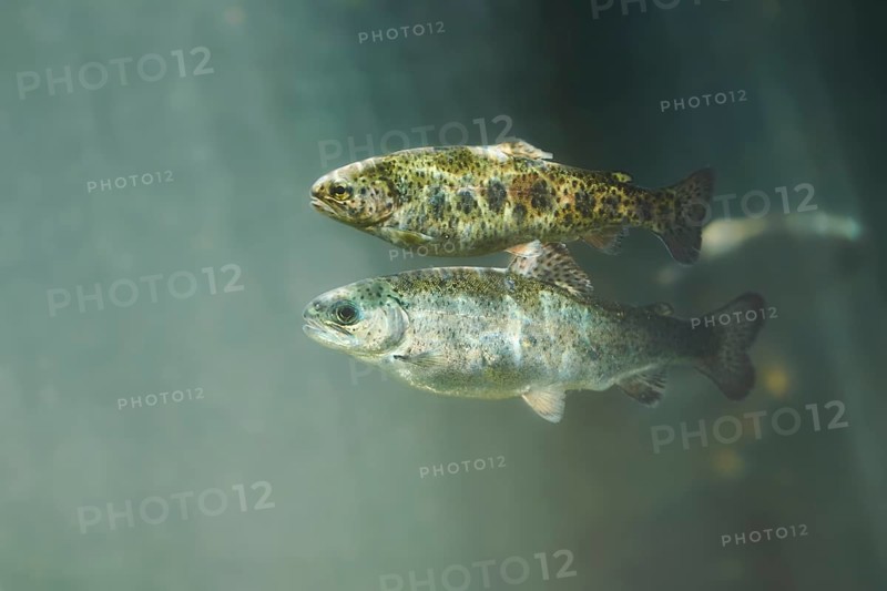 Rainbow trout
